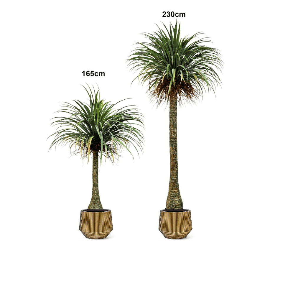 Artificial Ponytail Palm Tree