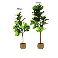 Artificial Fiddle Leaf Fig Tree (Type-2)