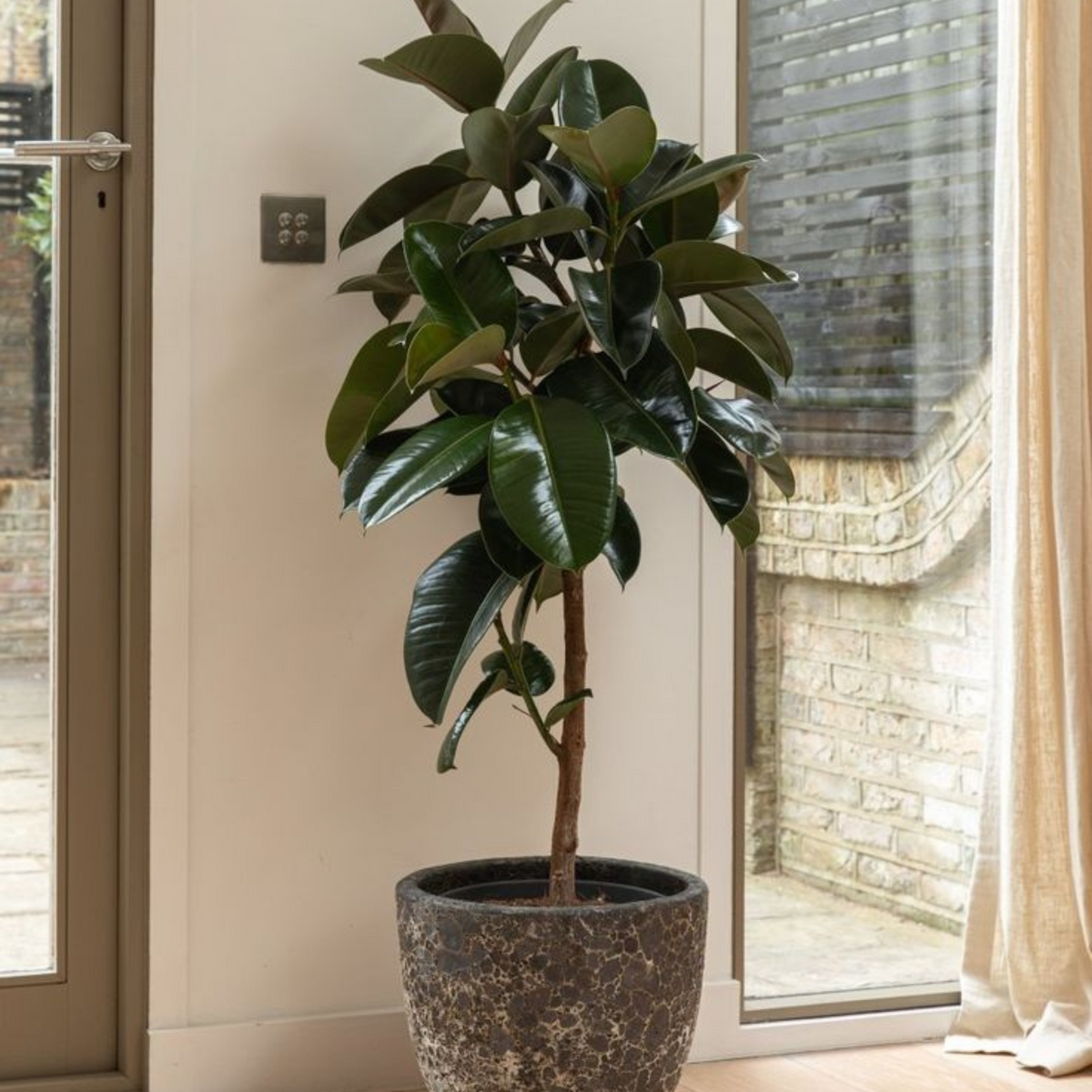 Artificial Rubber Plant Tree