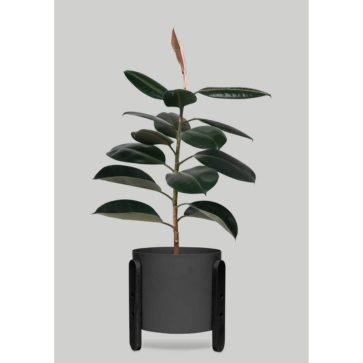 Artificial Rubber Plant Tree