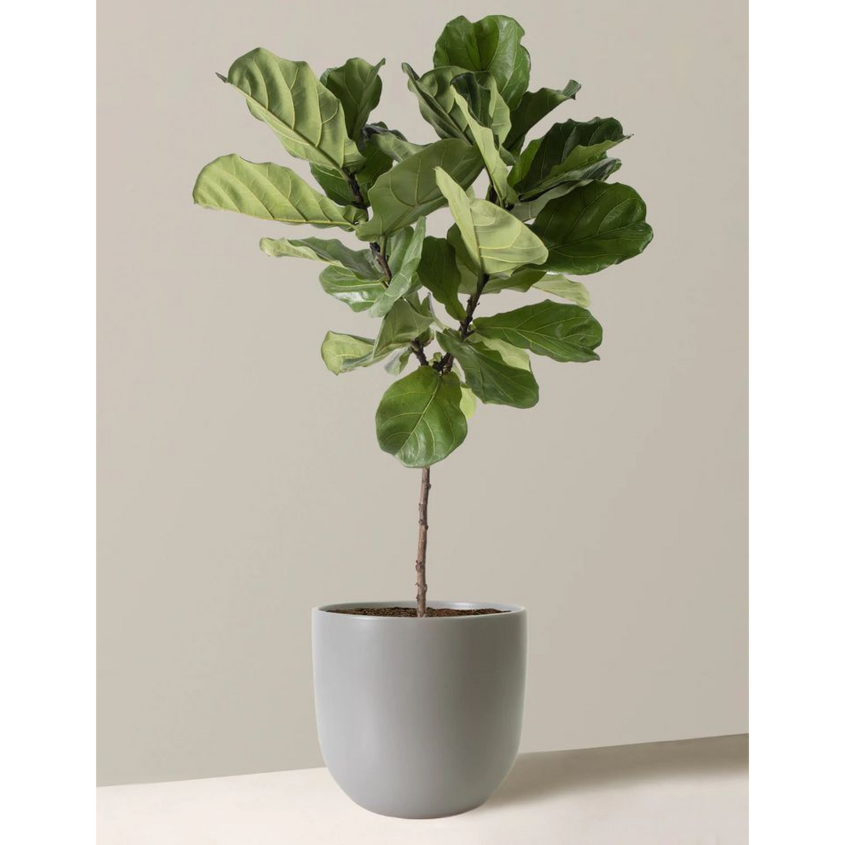 Artificial Fiddle Leaf Fig Tree