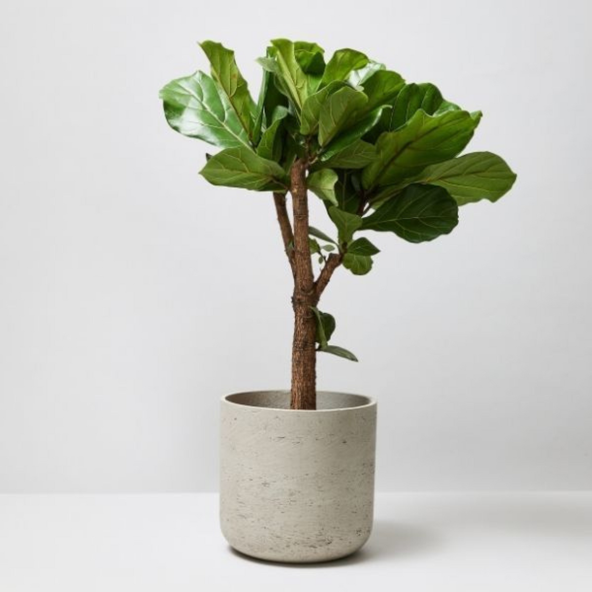 Artificial Fiddle Leaf Fig Tree (Type-2)