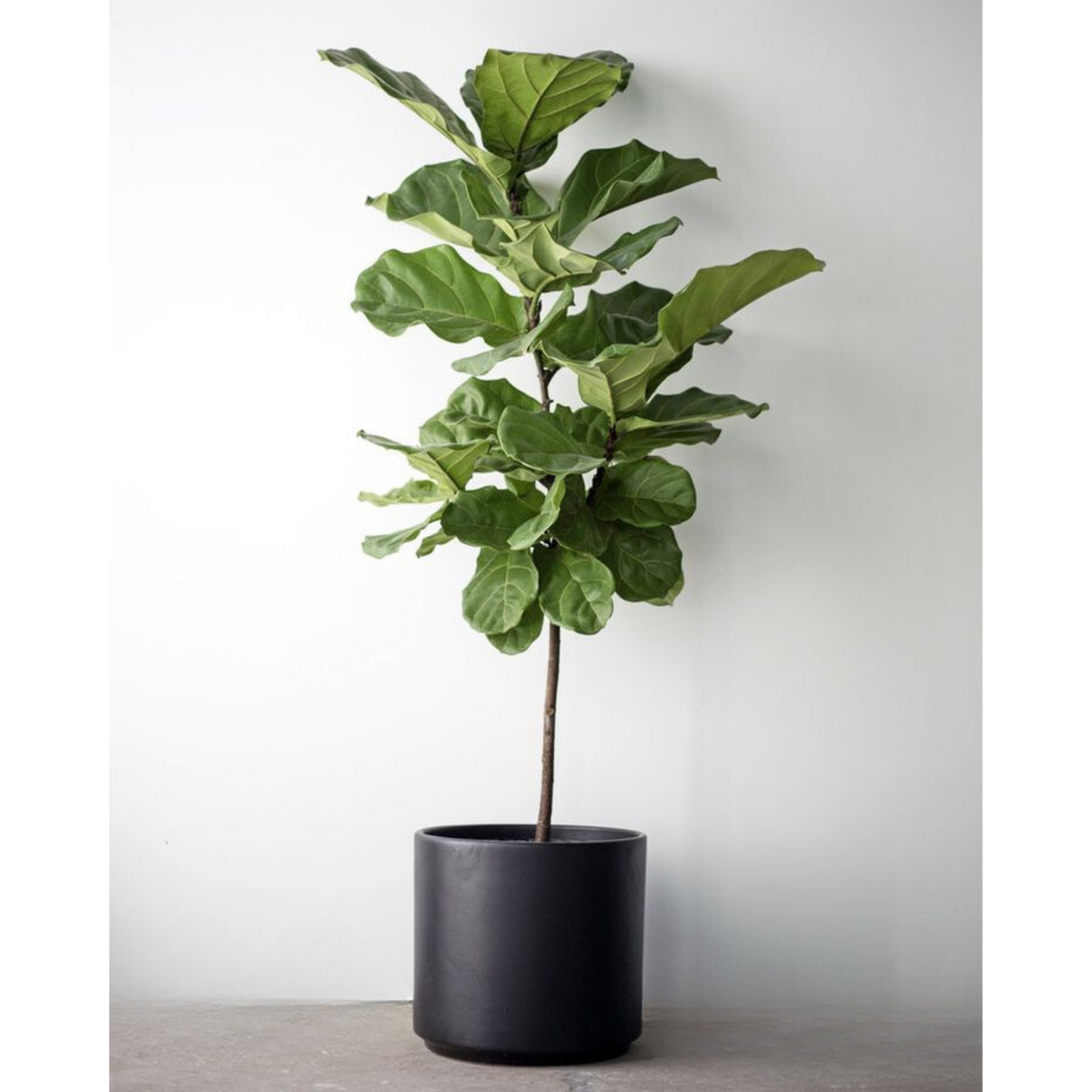 Artificial Fiddle Leaf Fig Tree (Type-2)