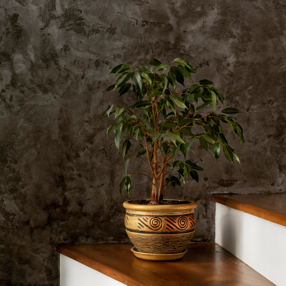 Artificial Ficus Tree