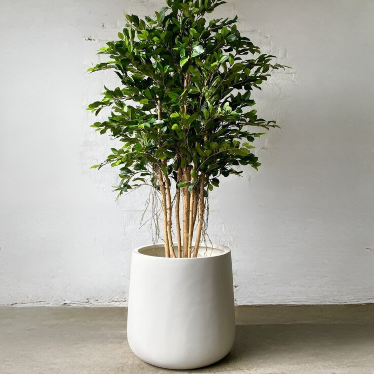 Artificial Ficus Tree