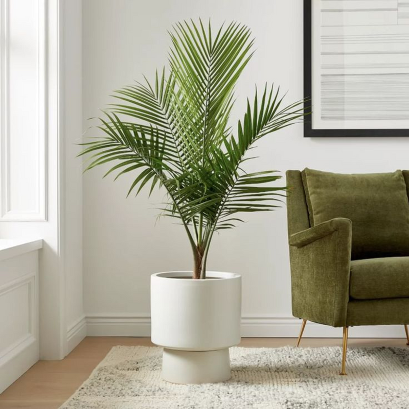 Artificial Areca Chrysalidocarpus Palm Tree