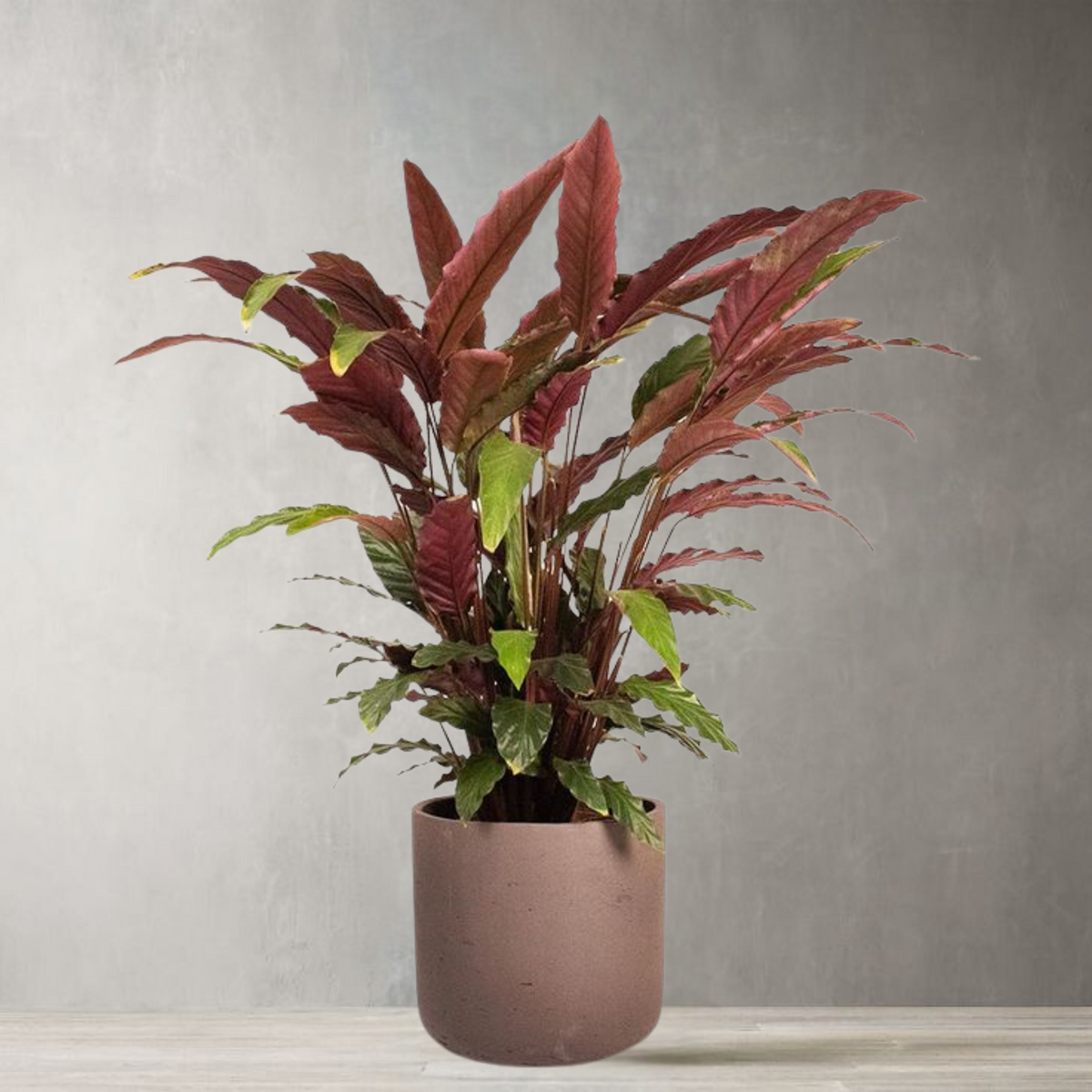 Artificial Calathea Rufibarba Tree