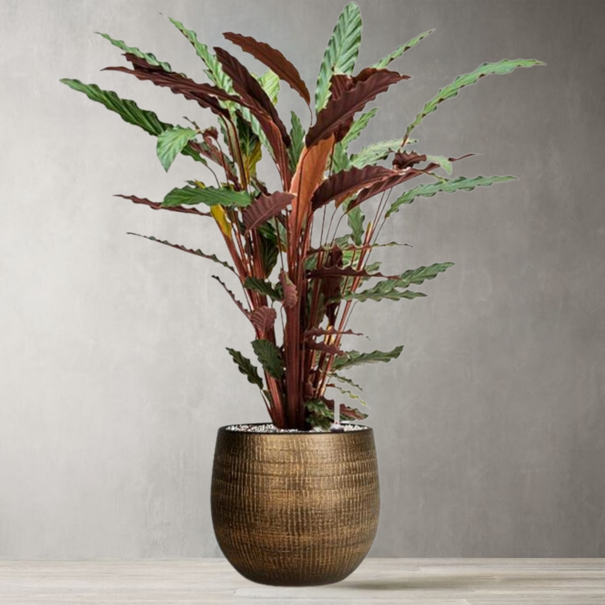 Artificial Calathea Rufibarba Tree