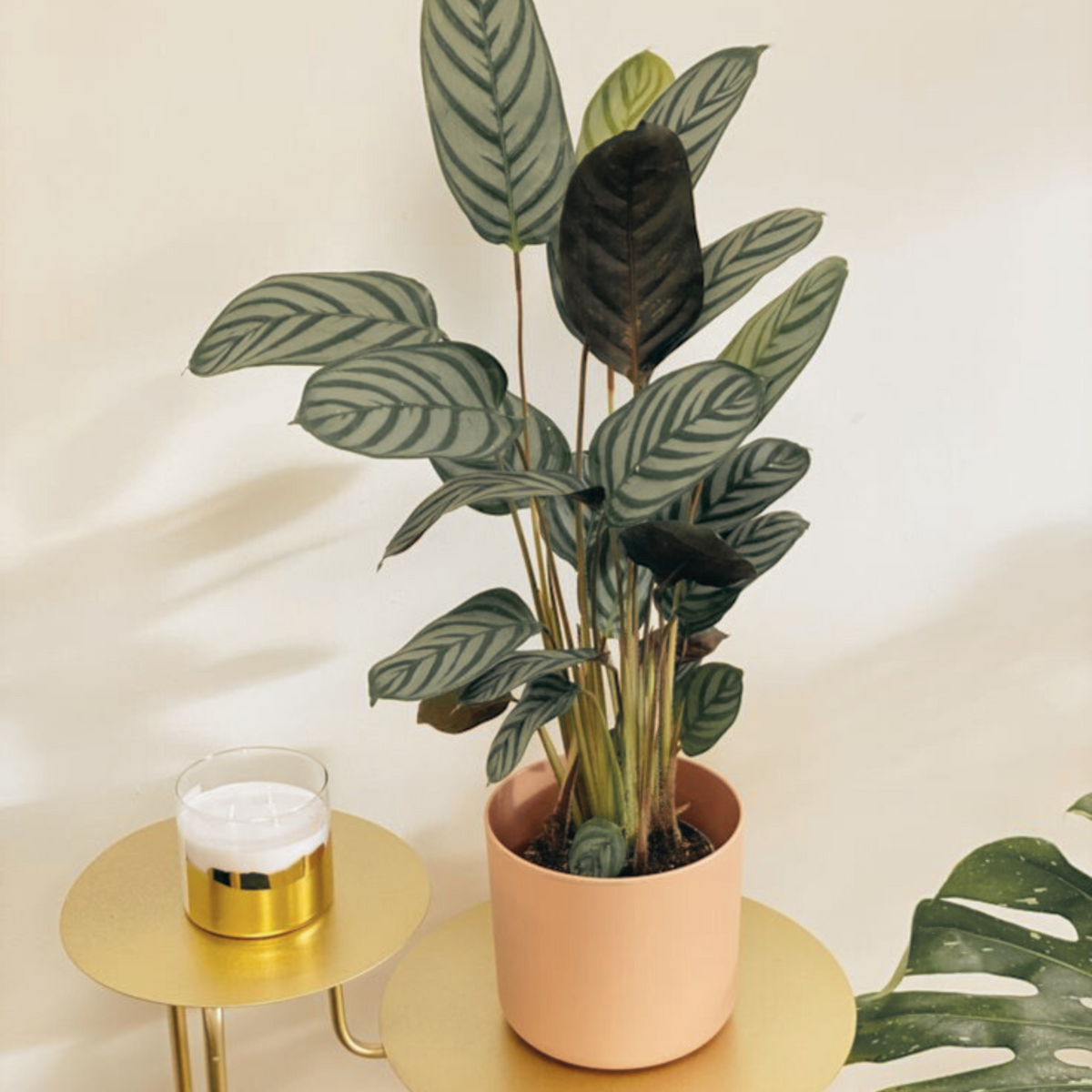 Artificial Calathea Freddie Bush Tree