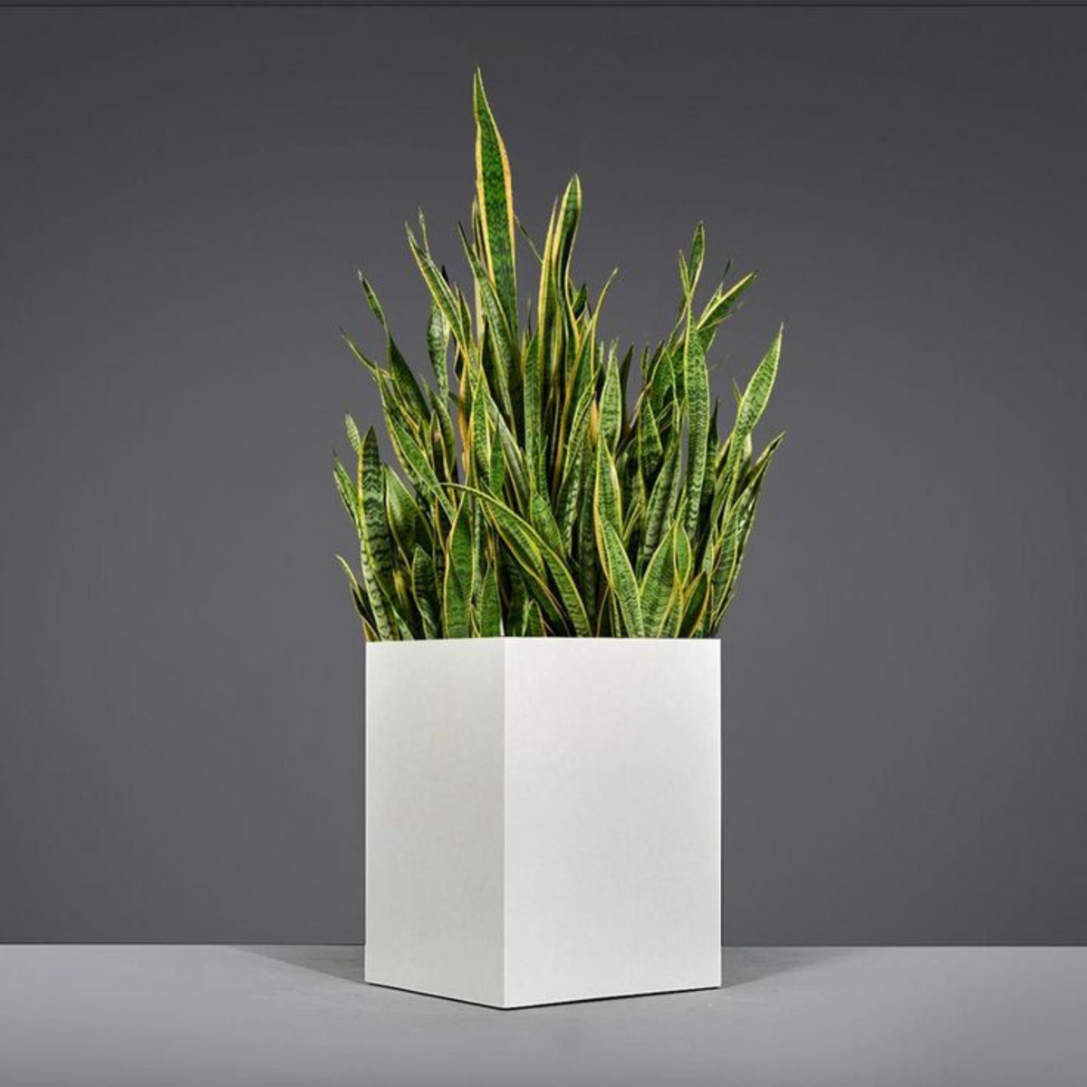 Coral Square Planter Pot White