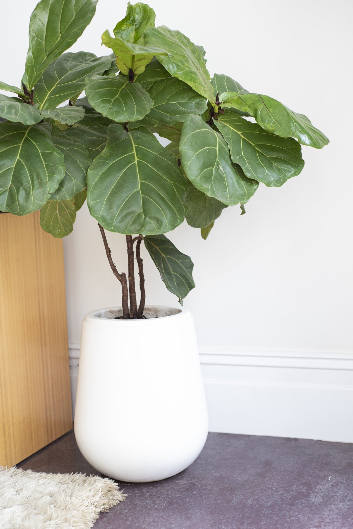 Artificial Fiddle Leaf Fig Tree (Type-2)